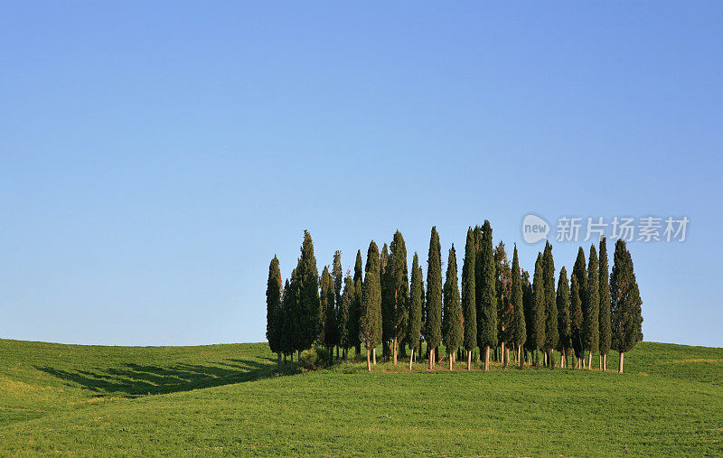 意大利托斯卡纳Val d'Orcia的一组柏树